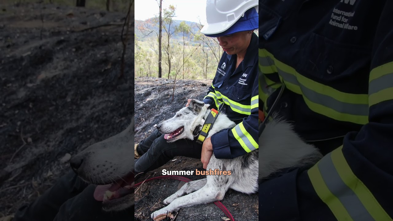 The hunt for Australia’s next koala detection dog 🐨🐶