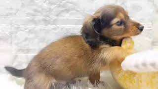 カニンヘンダックスフンドの動画01