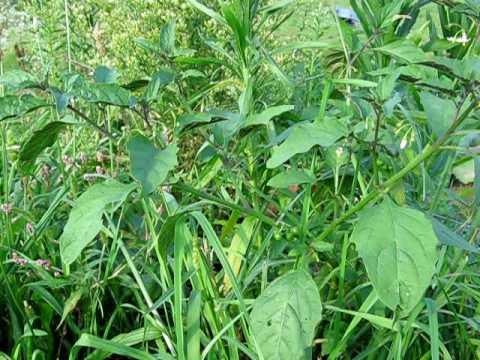 SSPC PonyClubClips Poisonous Plants 1
