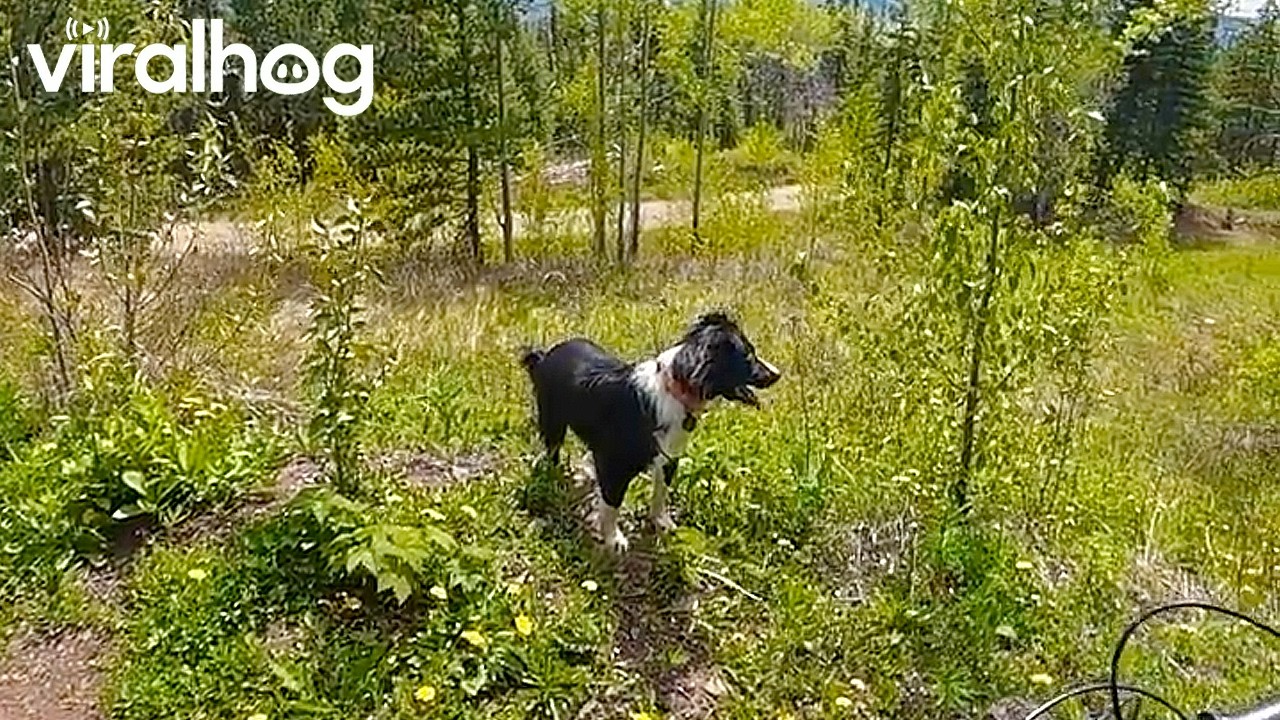 Dog Chases Black Bear Towards Mountain Biker || ViralHog