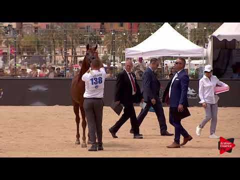 N.138 ASCOT DD - Menton 2018 - 4-7 Years Old Stallions (Class 9)
