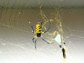 Kweku Anansi Spider Chooses His Steps Carefully