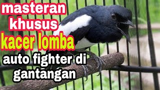 Download lagu masteran kacer lomba || latih mental kacer biar fighter di gantangan mp3 Download lagu masteran kacer lomba || latih mental kacer biar fighter di gantangan mp3
