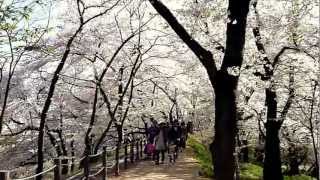 preview picture of video 'Cherry Blossoms in Kajo Park, Yamagata, Japan. 霞城公園の桜 in 山形'