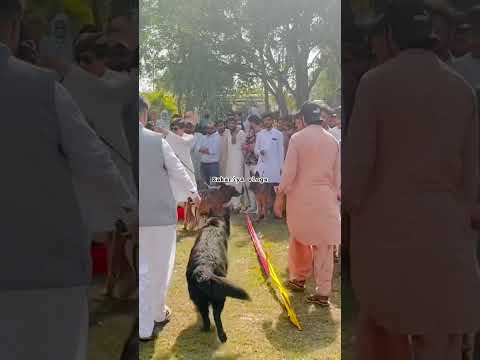 Dogs Fight #viralvideo #reels #trending#viralvideo#youtube #shorts #subscribe