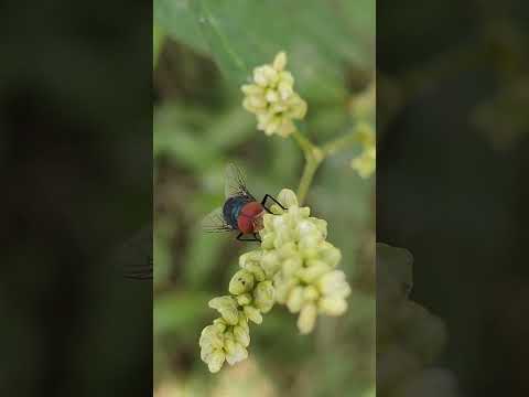Chrysomya bezziana | blowfly | #shorts #shortsvideo #fly #blowfly #flyer #trending #insect #মাছি