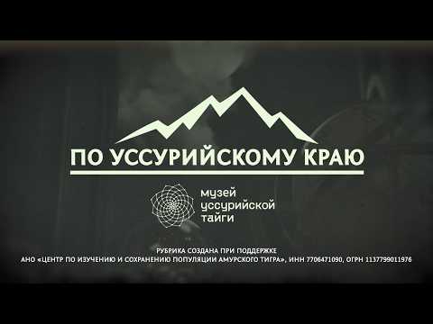 🌟 «По Уссурийскому краю». Ирисы у моря.
