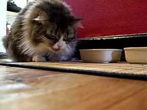 Glico's Neurotic Noshing