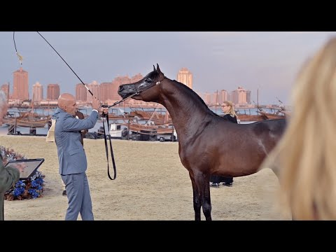 MUDHAR STUD - Qualified for the Championships, KIAHF 2023 Title Show