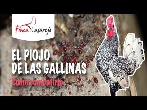 , title : 'El Piojo de las Gallinas: cómo combatirlo ✅'