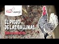 The Chicken Louse How To Fight It