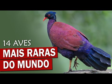 14 AVES MAIS RARAS DO PLANETA | Espécies QUASE EXTINTAS