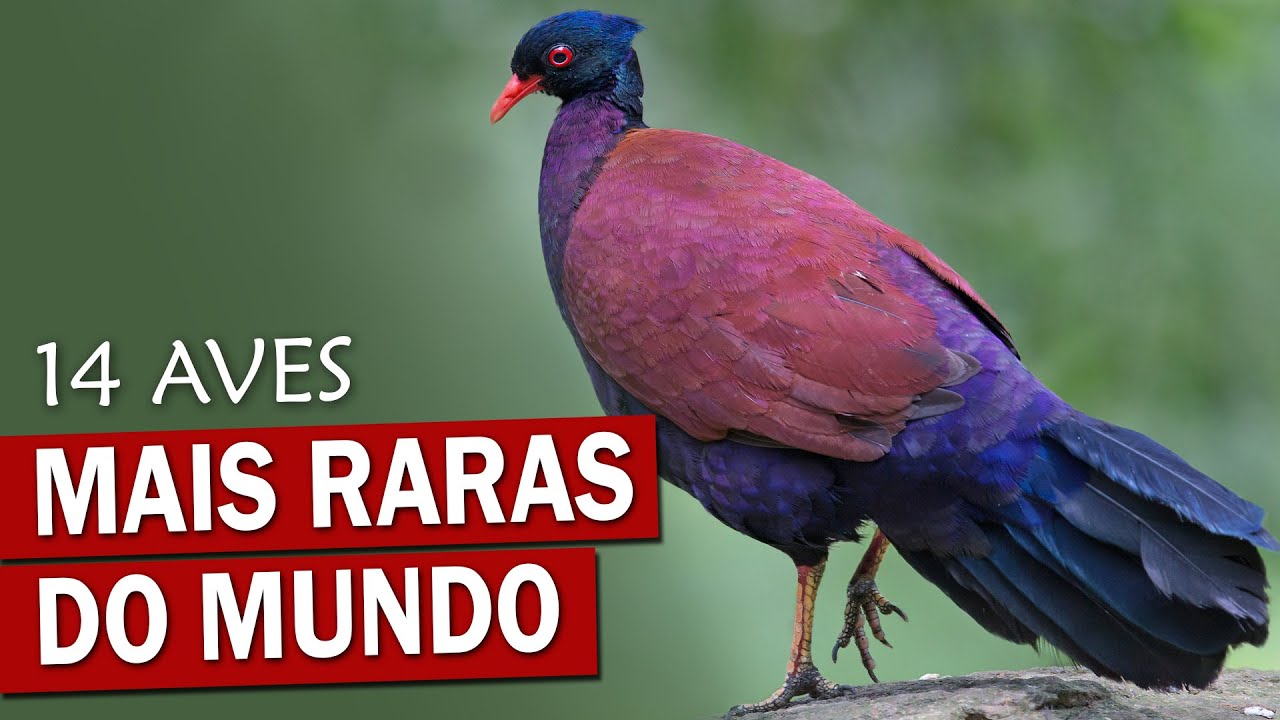 14 AVES MAIS RARAS DO PLANETA | Espécies QUASE EXTINTAS
