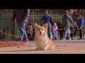 Maxine the Fluffy Corgi