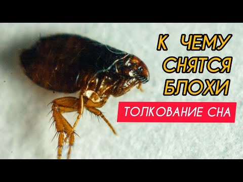 К чему снятся БЛОХИ | Сонник блохи | Толкование сна