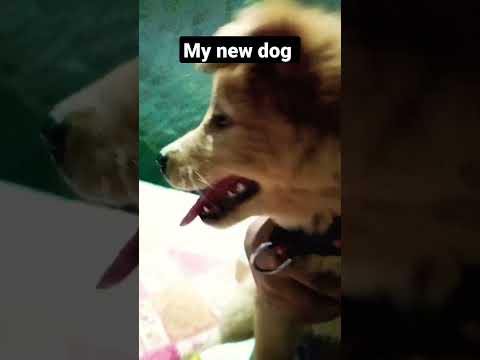 my new dog
