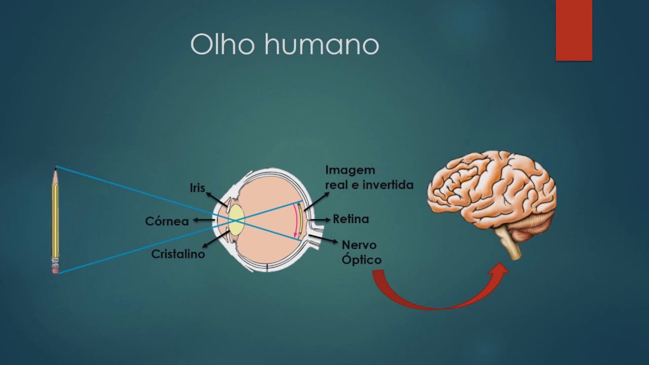 Olho Humano - Funcionamento Físico e problemas de Visão