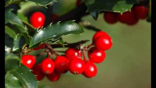 Bright, Bright the Holly Berries
