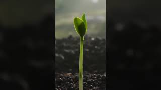 From One Tiny Seed to a Giant Tree 🌱🌳 | The Incredible Journey of Growth #shorts