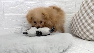 ハーフ犬の動画01