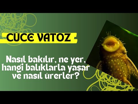 Cüce Vatoz Bakımı ve Üretimi | Hangi Akvaryumda, Hangi Yemle, Hangi Türlerle?