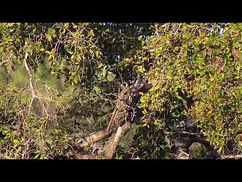 Djuma: Hornbill - 16:45 - 04/22/21