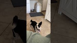 Video preview image #1 Rat Terrier-Unknown Mix Puppy For Sale in Corona, CA, USA