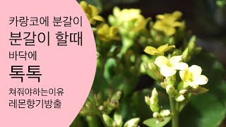 카랑코에 분갈이와 노하우공개