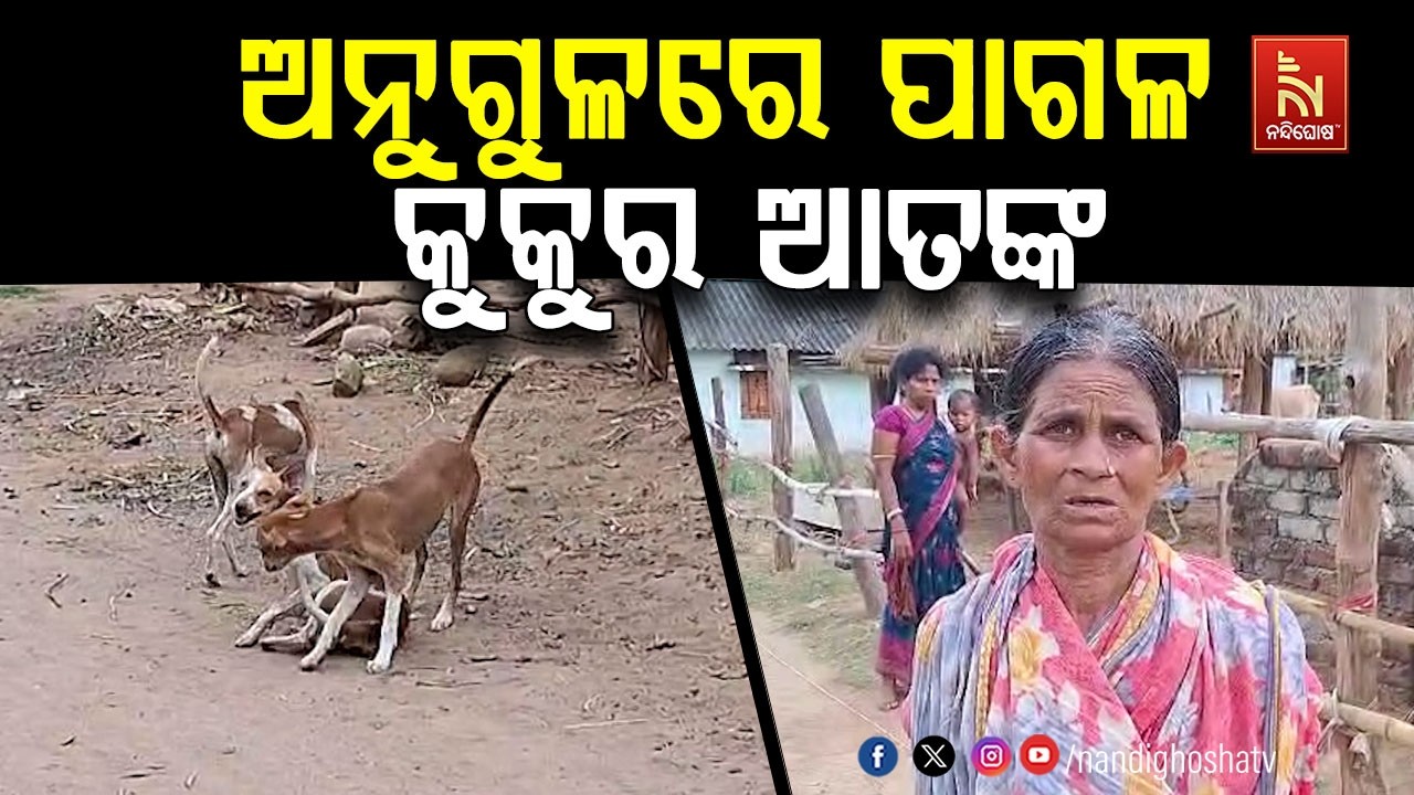 ଅନୁଗୁଳ ଜିଲ୍ଲା ଛେଣ୍ଡିପଦାରେ ପାଗଳ କୁକୁର ଆତଙ୍କ ; କୁକୁର କ?