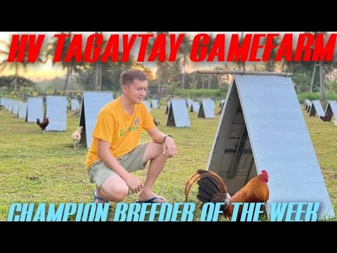 HV Tagaytay Gamefarm - SUPER QUALITY busog lusog ang mata ko sa farm na ito