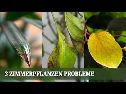 , title : 'Die 3 häufigsten Zimmerpflanzen Probleme und ihre Ursache - Blattfall, braune Spitzen, gelbe Blätter'
