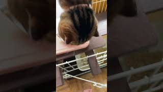 【猫多頭飼い】おやつの時間 #猫動画 #cats #猫かわいい #ねこ