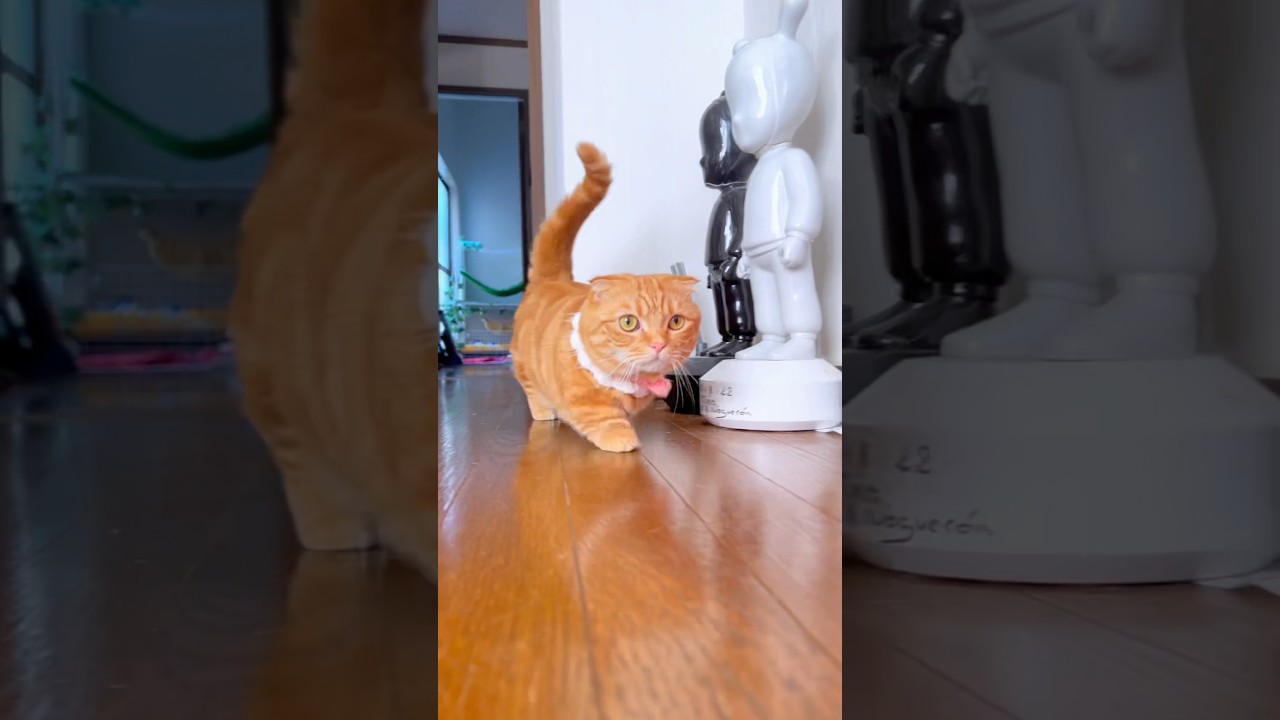 短足猫が歩いた先で可愛い現象がおきます…wwww