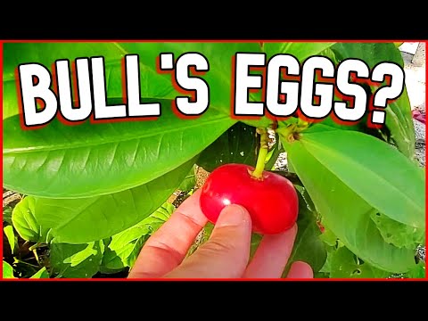 BULL'S EGGS - A Bizarre And Poisonous Fruit Found Growing in a Mexican Cemetery