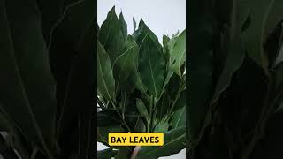 FRESH BAY LEAVES #LAUREL#SHORT...