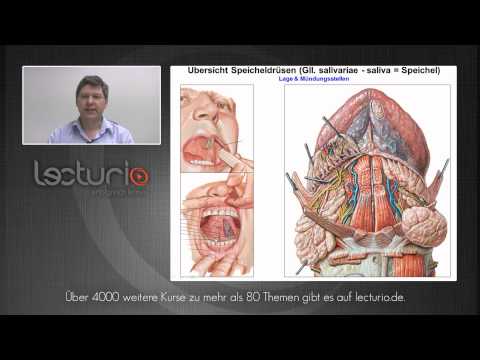 Die Mundhöhle: Speicheldrüsen, Zunge und Zähne | Dr. Steffen-Boris Wirth bei Lecturio