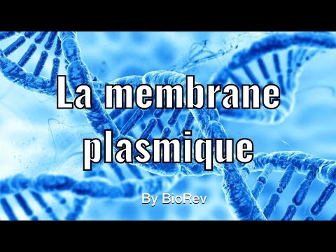 La membrane plasmique : les phospholipides, cholestérol, les protéines membranaires.