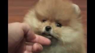 Funny Dog Videos: Funny little dogs Funny Animals cute animals animals animals life I like animals