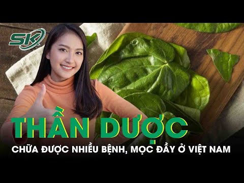 , title : ''Thần Dược' Chữa Được Nhiều Bệnh, Mọc Đầy Ở Việt Nam Không Phải Ai Cũng Biết | SKĐS'