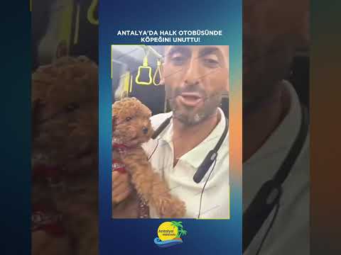 Antalya'da halk otobüsünde köpeğini unuttu!