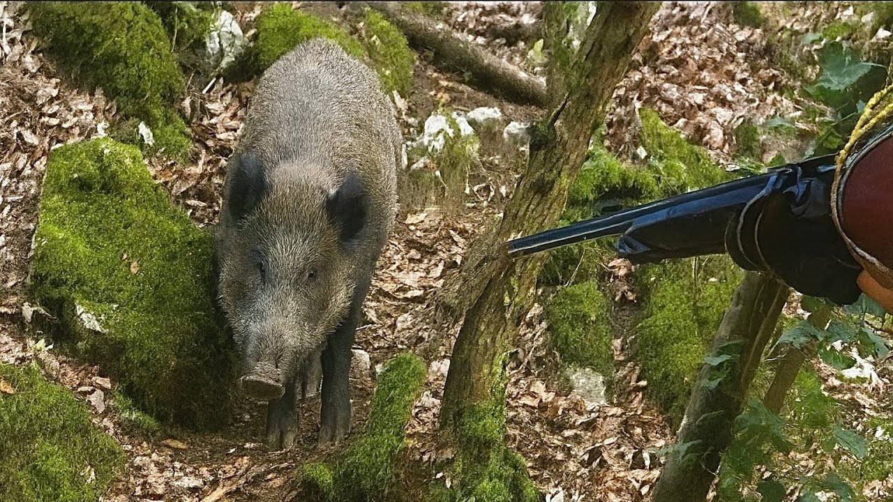 CACCIA al CINGHIALE in BRACCATA _ Il Fosso del Pantano: Rombo di Tuono _ PARTE 1