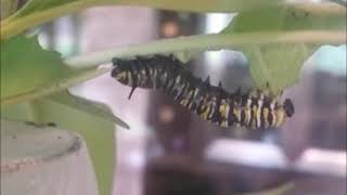 How to Grow Through Our Past: The Monarch's Lesson