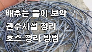 배추는 역시 물이 보약/관수시설 정리/호스 정리 방법