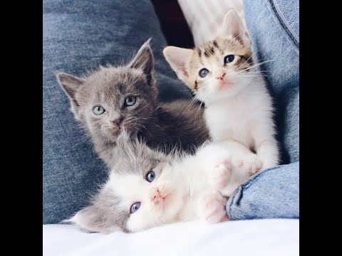 pupis - DENISE FREESTYLE (keep pushin say so rmx)