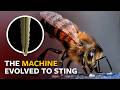 How Do Bee Stingers Work