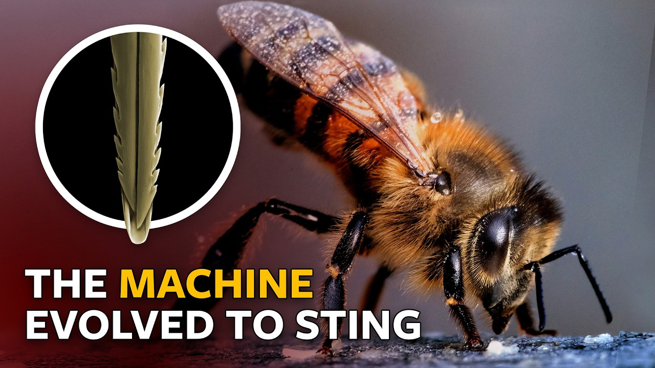 How Do Bee Stingers Work? Stated Clearly