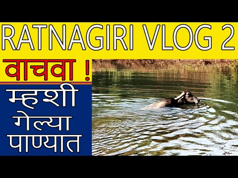 चला नदीवर गुरांना घेऊन | Ratnagiri Vlog 2 | Shubhangi Keer Video