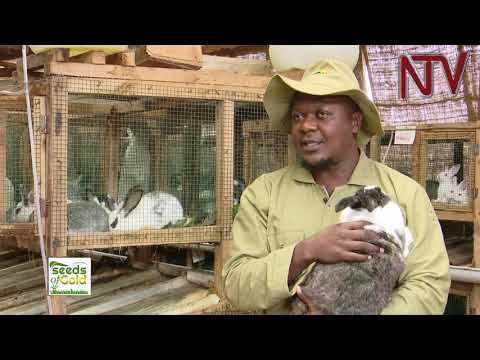 , title : 'SEEDS OF GOLD: So you want to start a rabbit farm? Here is a guide