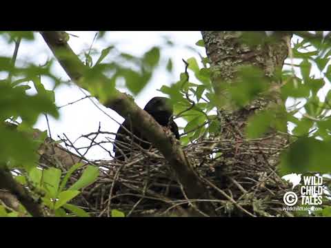 American Crow Babies: Day 2 of Nest Watch - New Orleans, LA
