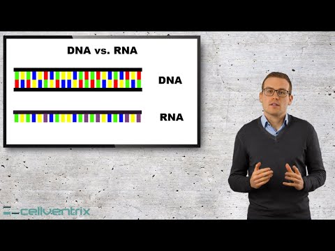 Wie ist RNA (mRNA) aufgebaut? - Einfach erklärt